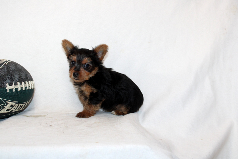 puppy, for, sale, Yorkshire Terrier, Matthew B. Stoltzfus, dog, breeder, Gap, PA, dog-breeder, puppy-for-sale, forsale, nearby, find, puppyfind, locator, puppylocator, aca